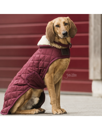 Manteau pour chien Kentucky Kentucky - 3