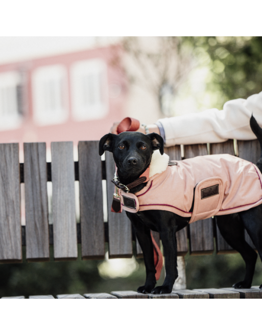 Manteau pour chien Waterproof Kentucky Kentucky - 2